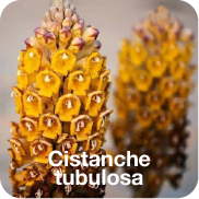 Cistanche-tubulosa-wekiiq-sua-non-tri-nao